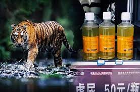 Tiger Urine China