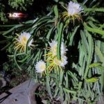 World Environment Day 2025