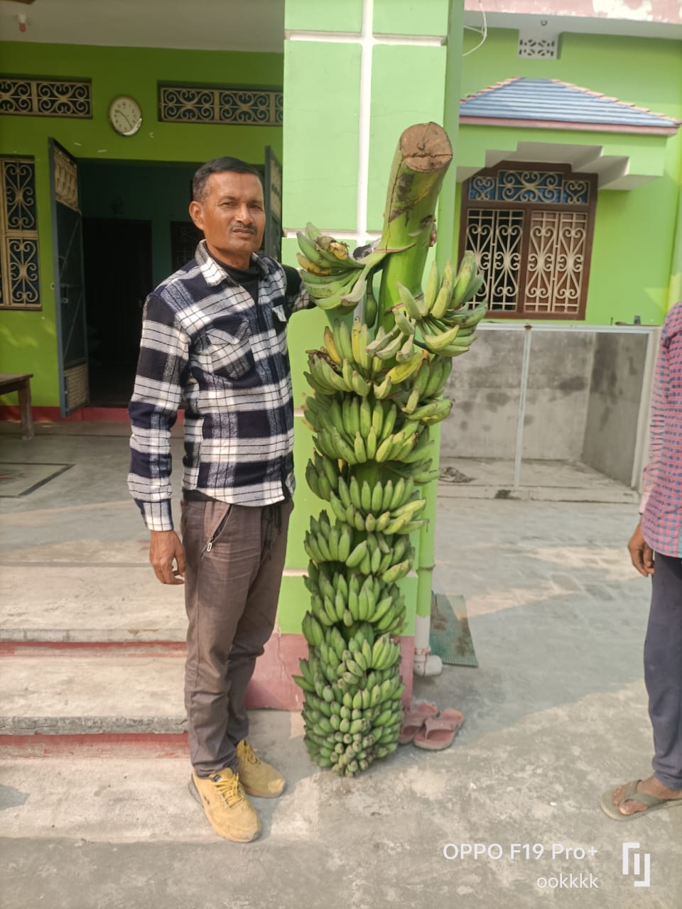 600 छीमियां, 28 चूर की, लगभग साढ़े पांच फीट लंबी केला खांदी, किसानों के लिए बना कौतुहल को विषय