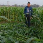After complaining to the police, drug addicts destroyed the maize and banana crops by cutting them.