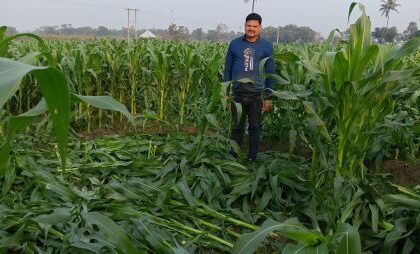 After complaining to the police, drug addicts destroyed the maize and banana crops by cutting them.