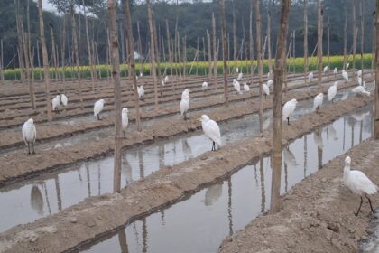Even today, birds are true friends of farmers.