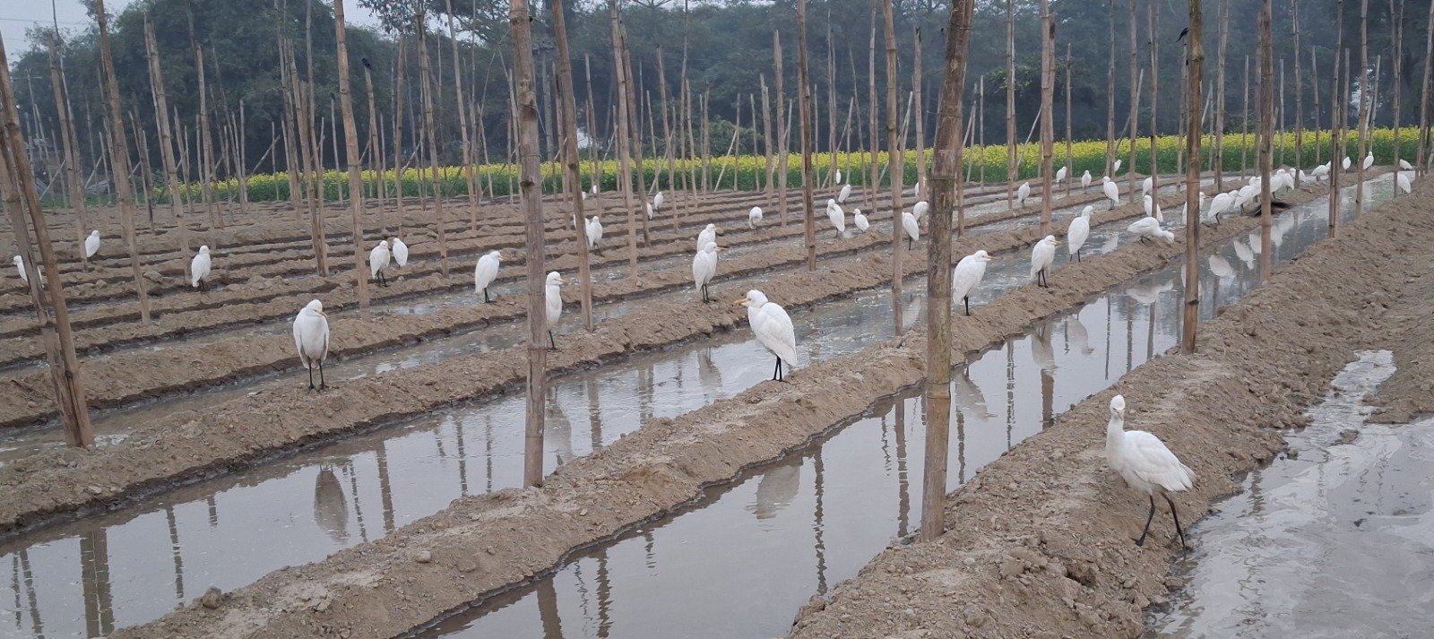 Even today, birds are true friends of farmers.