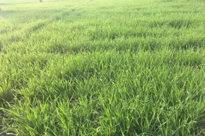 Falling temperatures bring smiles to wheat growers, raising hopes of a good harvest