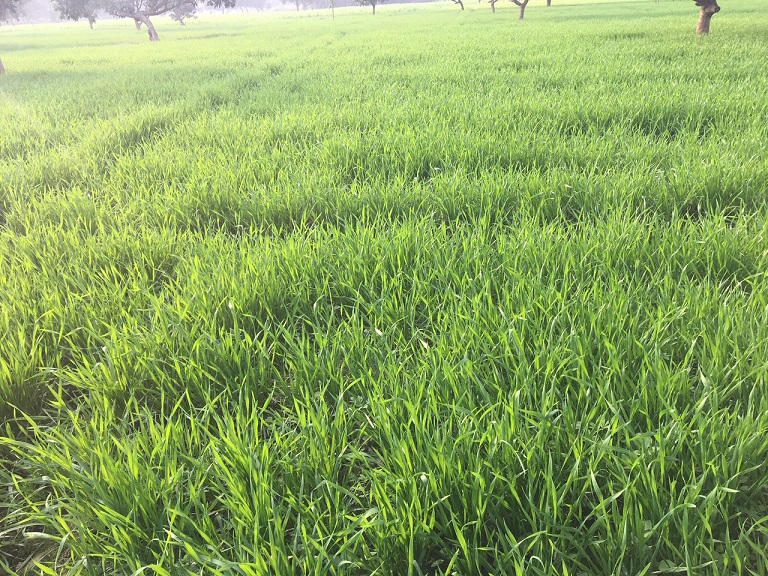Falling temperatures bring smiles to wheat growers, raising hopes of a good harvest