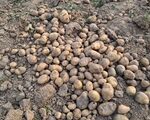 rupouli-green-potato-crop-loss-farmers-demand-compensation