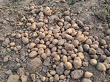 rupouli-green-potato-crop-loss-farmers-demand-compensation